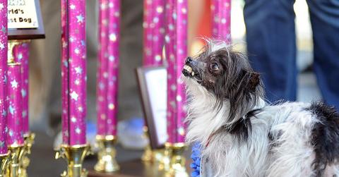 Peanut stands near a trophy at the conclusion of The World's Ugliest Dog Competition in Petaluma, California in June 2014.