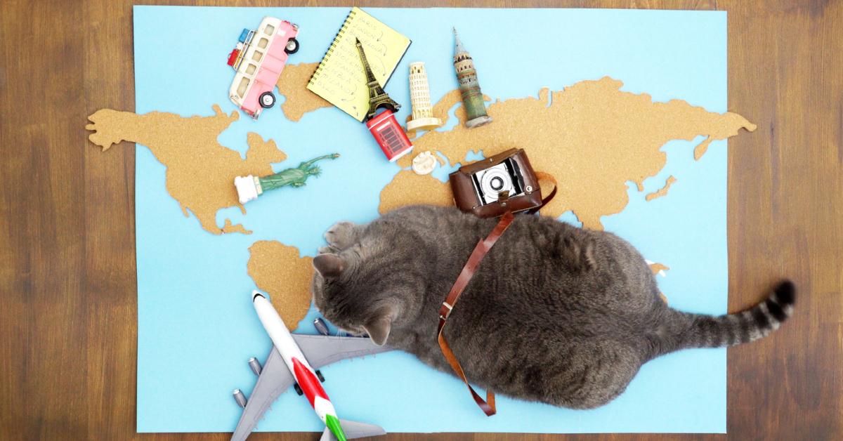 Aerial photo of a cat lying on a map