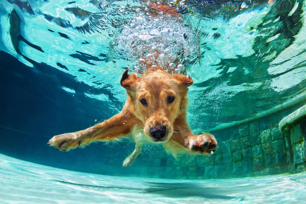 A large dog diving into a swimming pool. 