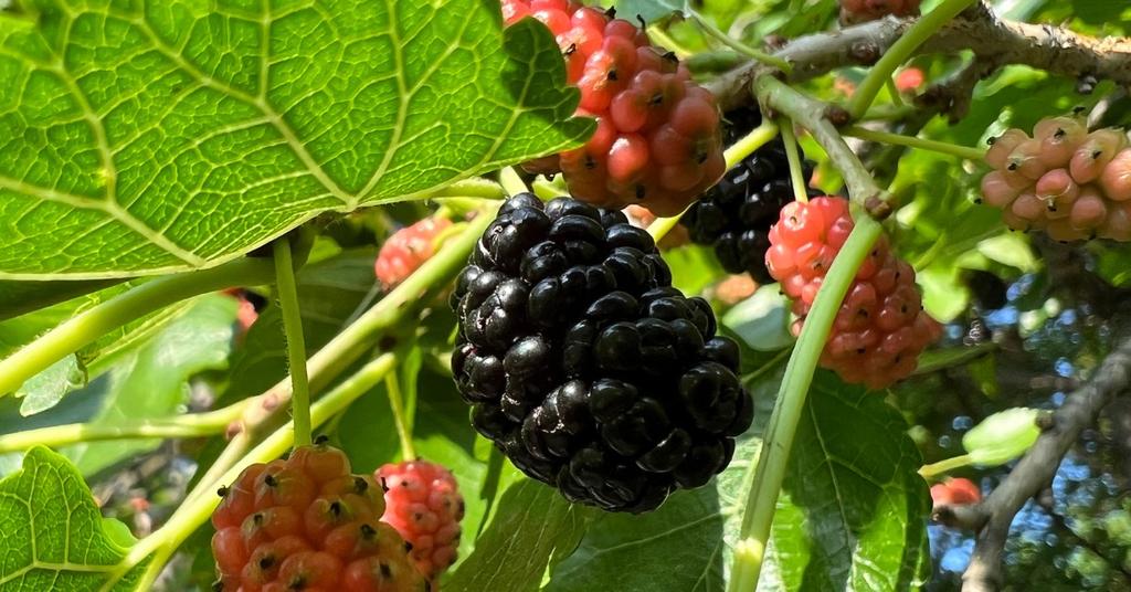 Why Is It Illegal to Plant Mulberry Trees?