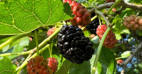 Closeup of mulberries growing on sunny mulberry tree
