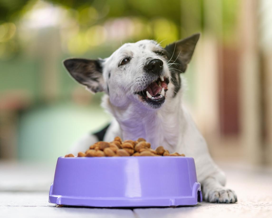 A medium white dog chews dry food from a purple bowl.