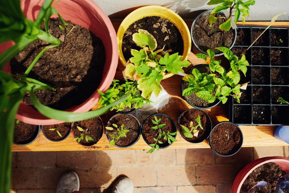 An overhead view of a group of potted plants resting on a table inside. 