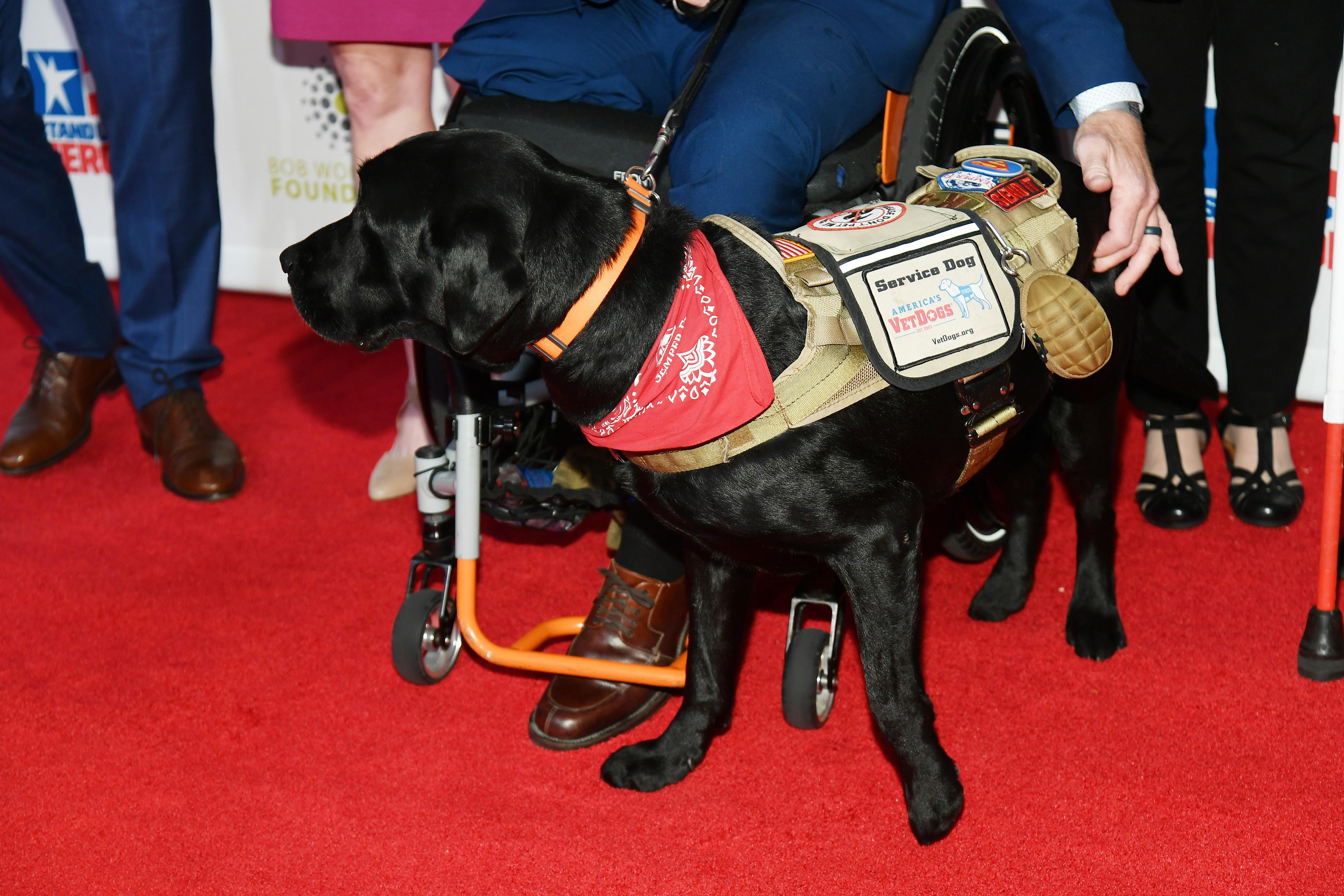 how are service dogs trained