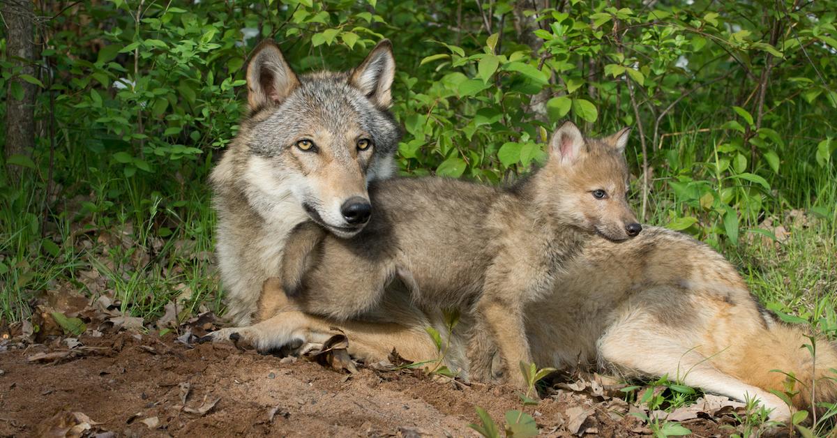 wolf hunting alaska