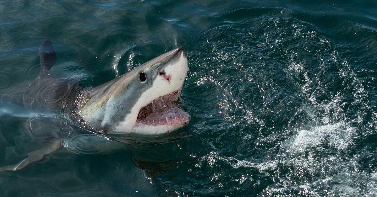 A Great White Shark rises from the water with their mouth open. 