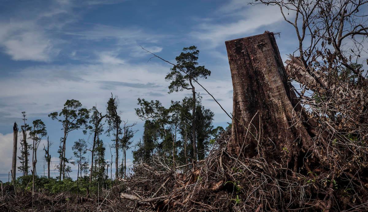 Forests cut down for palm oil plantation