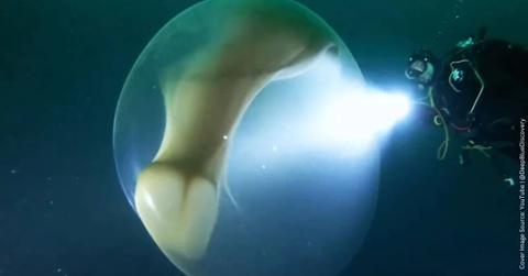 Diver becomes fascinated after encountering a gigantic jelly orb glowing in the deep ocean (Cover Image Source: YouTube | @DeepBlueDiscovery)
