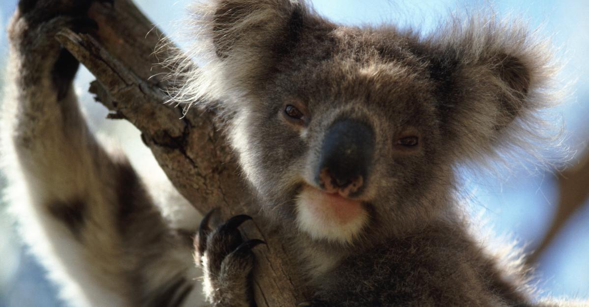 Koalas are endangered now, and climate change is a big reason why