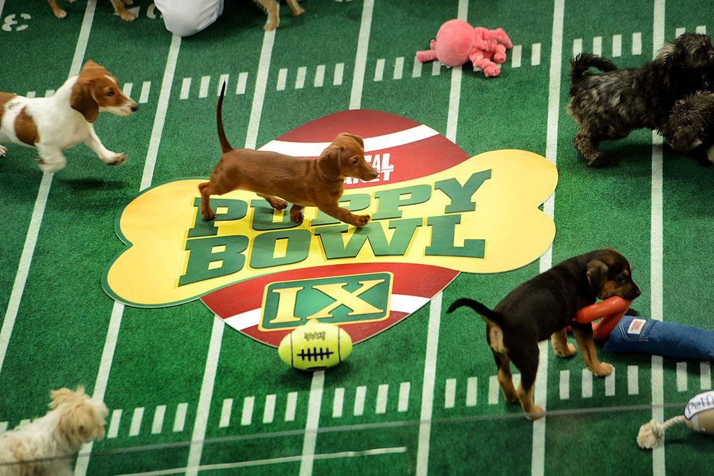 Puppy Bowl XX Will Feature an Exciting Lineup How to Watch