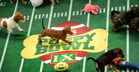 Adoptable puppies play during the taping of Puppy Bowl IX in New York in 2012.