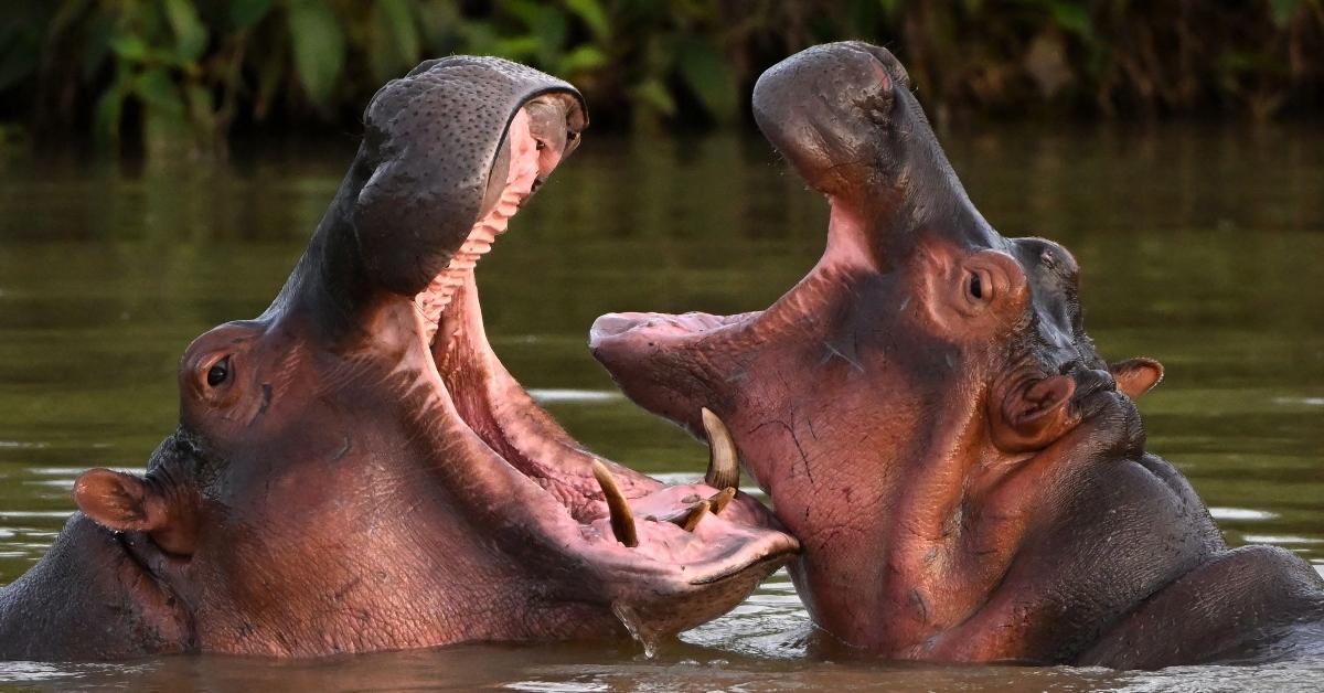Two hippos fighting. 