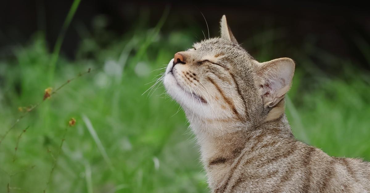 Brown tabby cat outside closing their eyes to the sun.