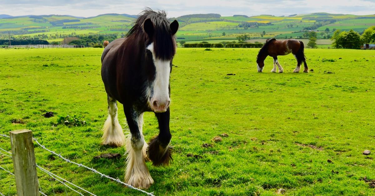 Two Clydesdale horses wander in a pasture. 