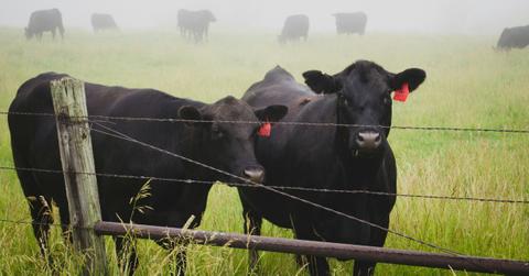A pair of cows stand next to a fence with red tags in their ears