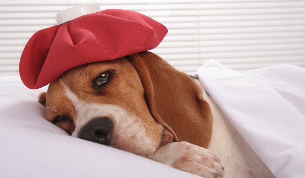 A brown dog with a red ice bag on their head laying in bed. 