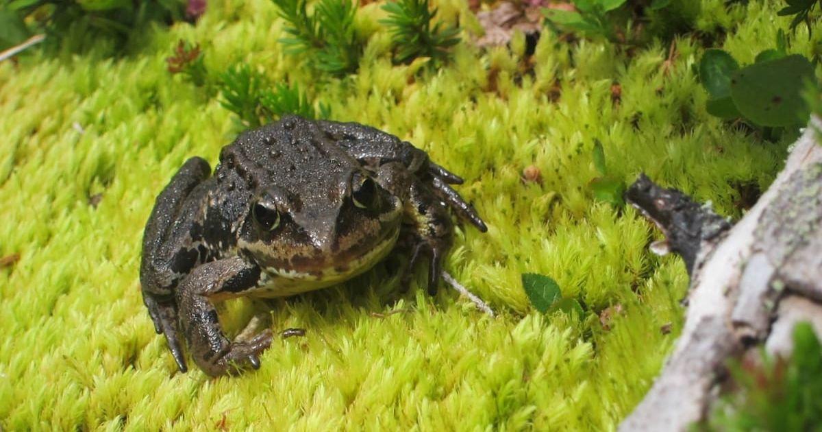 A Cascades frog perched on moss (Image Source: U.S. Geological Survey | Credit: Robin Munshaw)