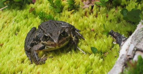 A Cascades frog perched on moss (Image Source: U.S. Geological Survey | Credit: Robin Munshaw)