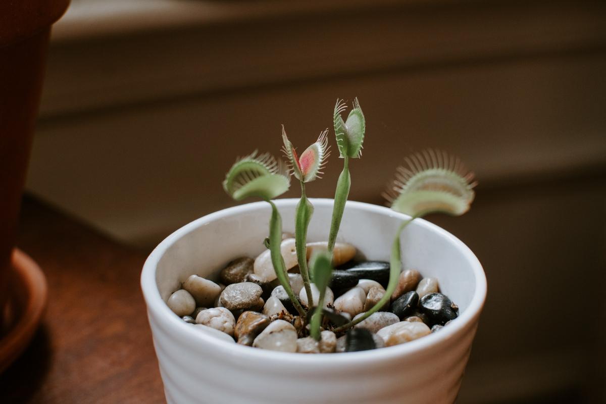 small Venus flytrap plant in pot with stones