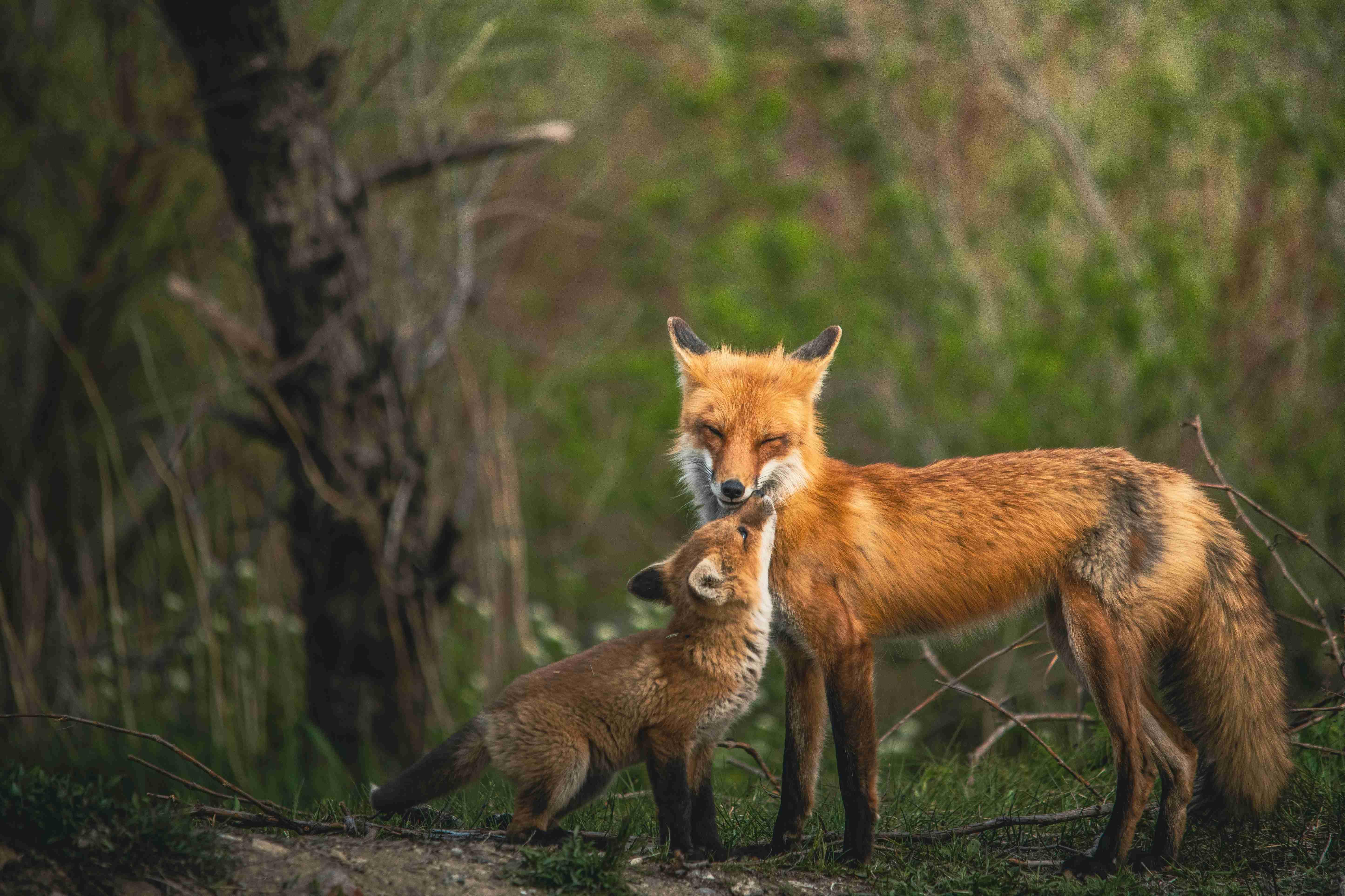 A fox rubs his face against the snout of his pup amongst trees and tall grass in nature.