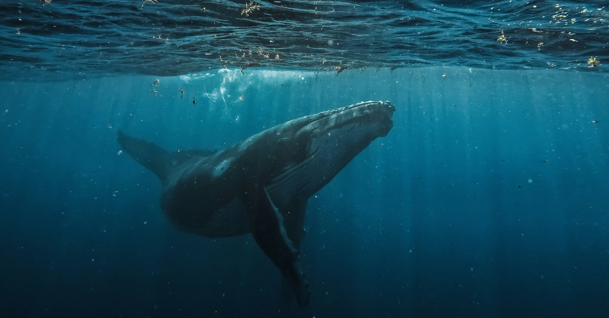 A whale swims under water