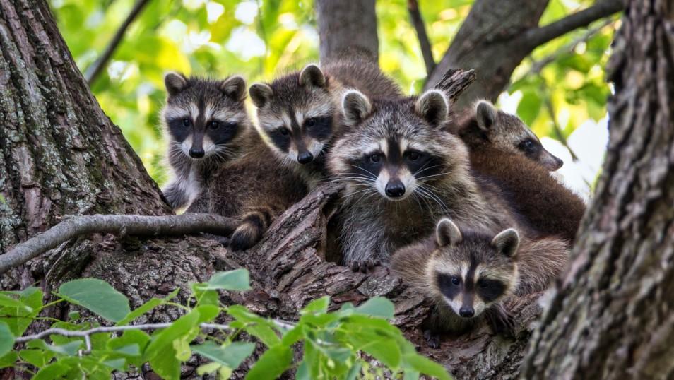 A group of five raccoons are pictured in a tree.