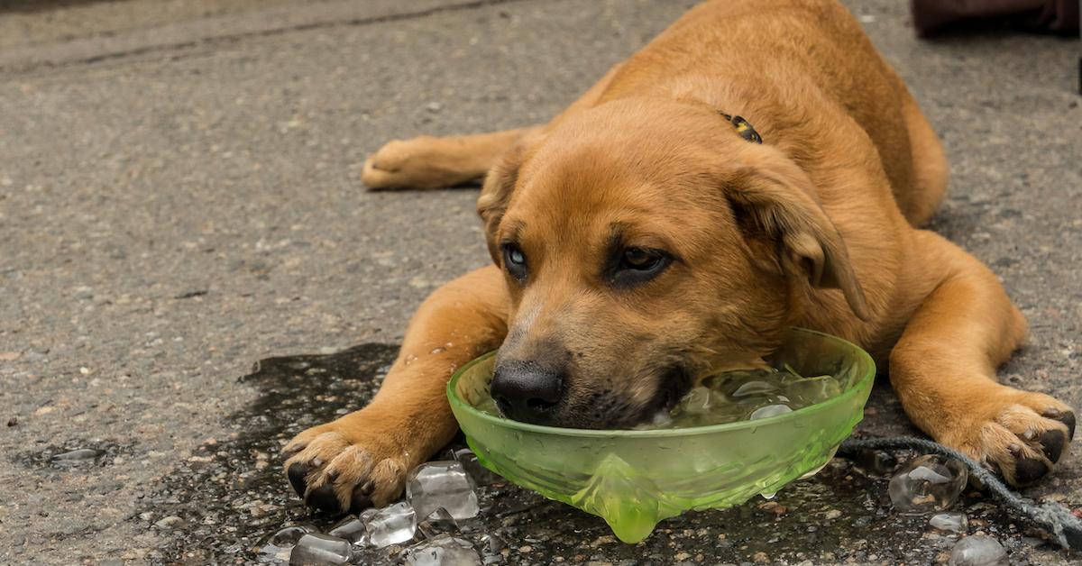 Vet Reveals the Dangers of Putting Ice Cubes in Your Dog's Water Bowl