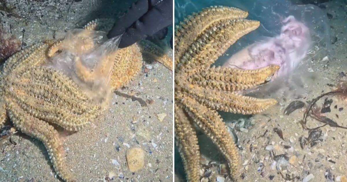 A diver helps a starfish fighting for food in a plastic bag. (Cover Image Source: Instagram | @onebreathdiver)`