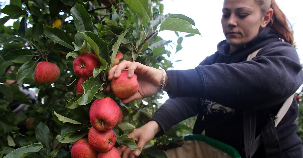 Woman picking apples