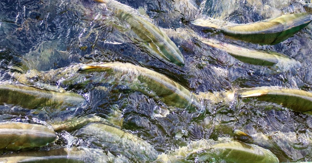 Photo of a salmon run.