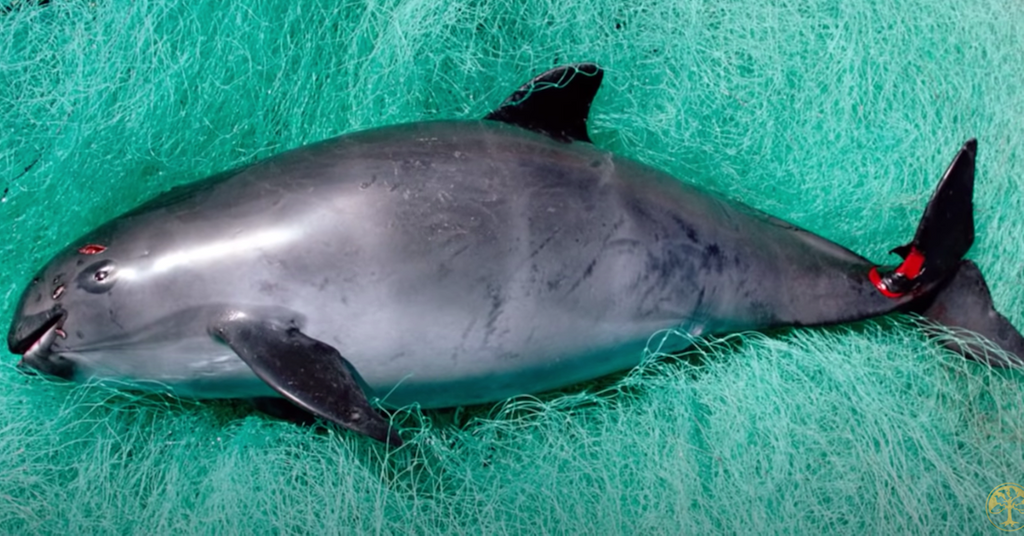 How Many Vaquitas Are Left? It May Be the Next Extinct Species