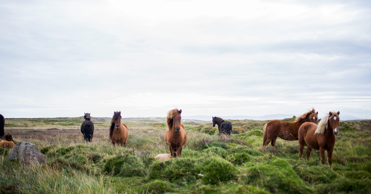 A group of horses stand in a grassy field