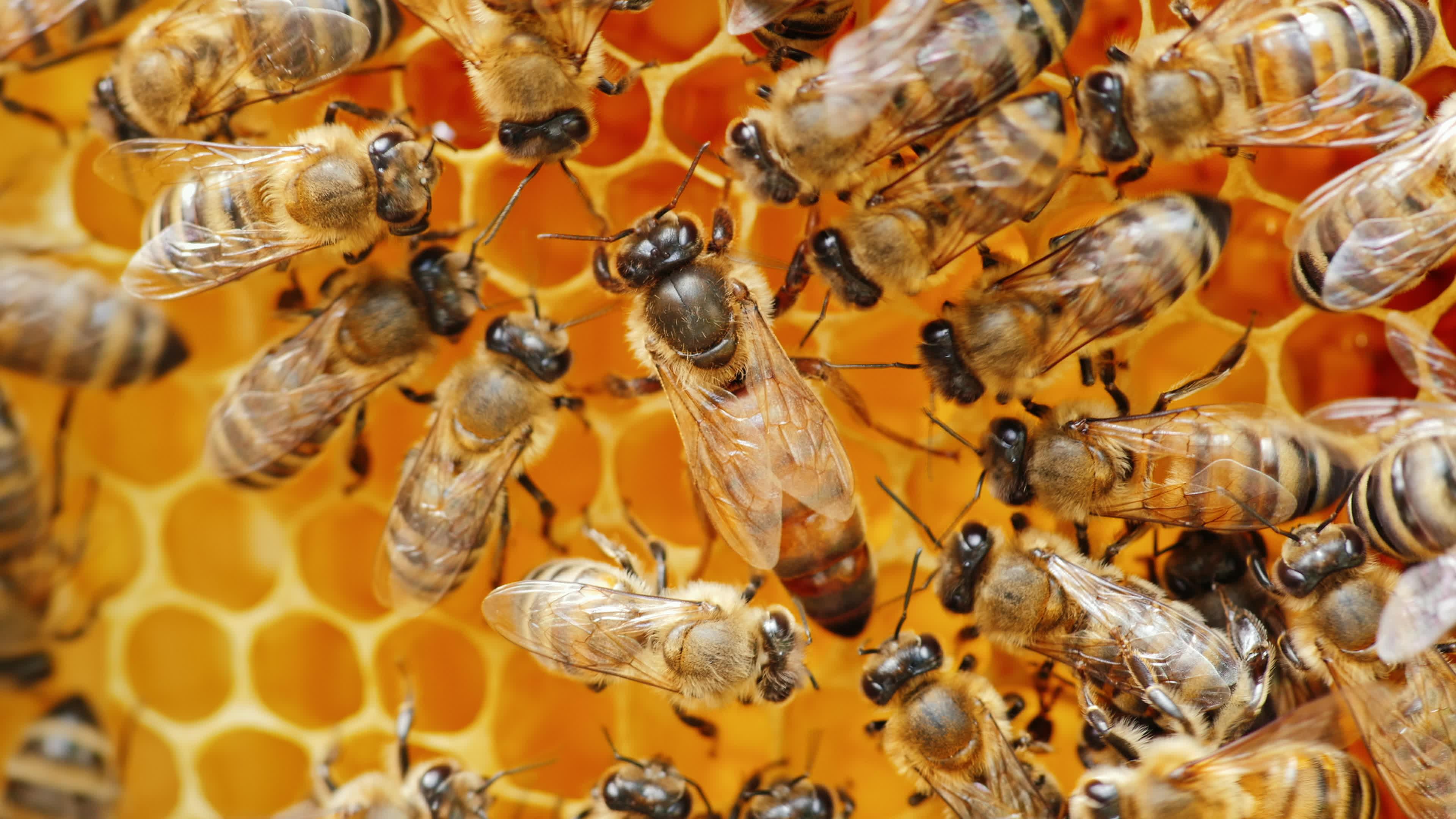 What Happens if the Queen Bee Dies?- Carolina Honeybees