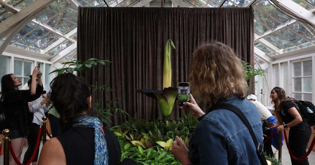 A crowd of people was watching and photographing the corpse flower in full bloom on January 24, 2025, in Sydney, Australia. (Cover Image Source: Getty Images | Don Arnold)