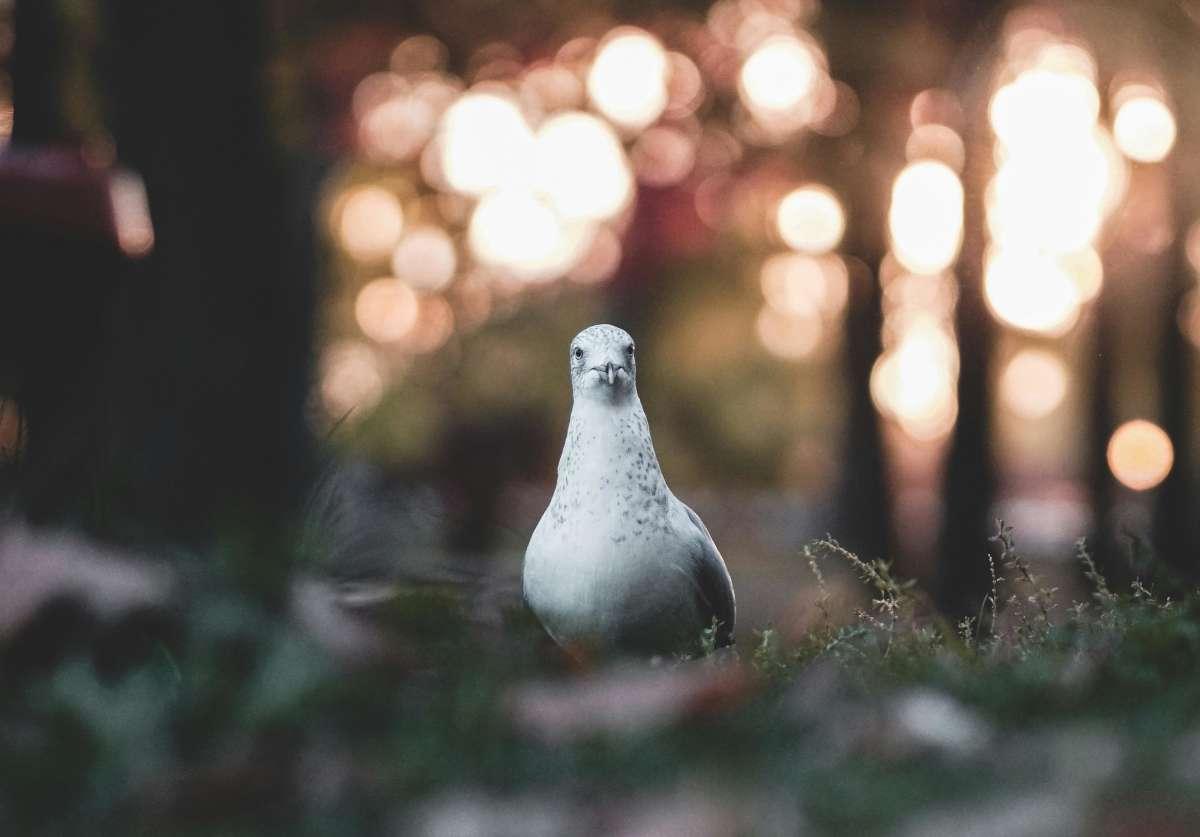 pn/afb e d aecc aacc