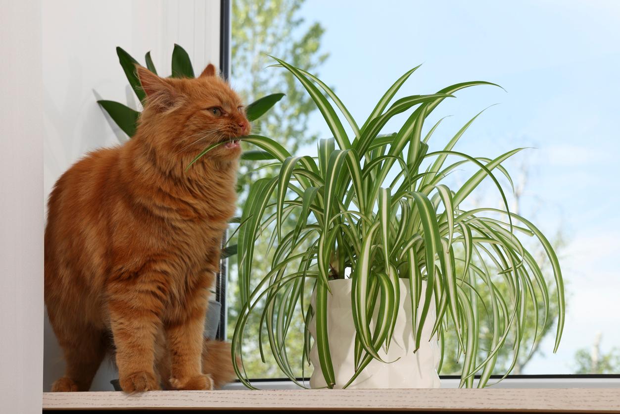 Spider plant hot sale poisonous to dogs