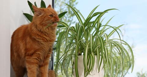 Orange cat biting a bright green spider plant.