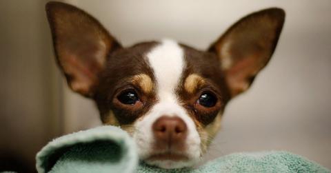 Puppy Mill Pipeline Bill in New York