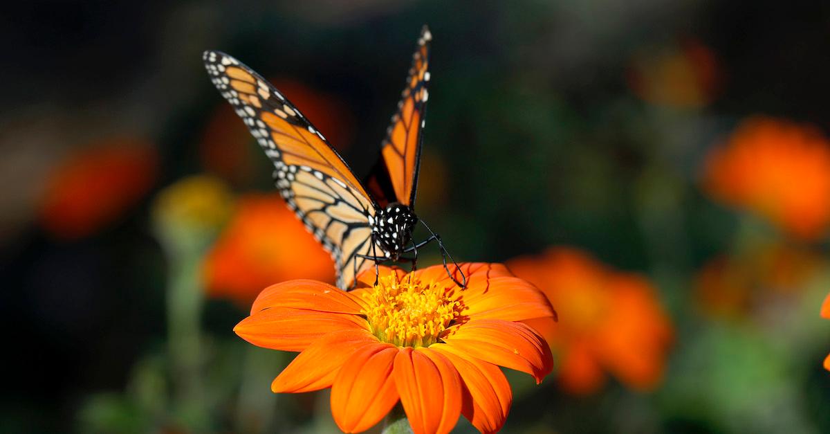 Butterfly Conservation