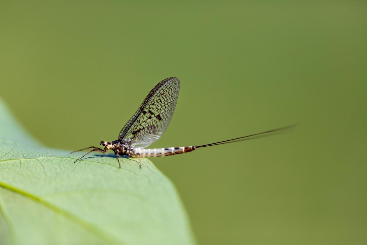 Mayflies