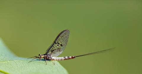 Mayflies