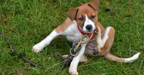 all natural flea treatments