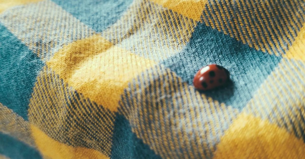 ladybugs indoors