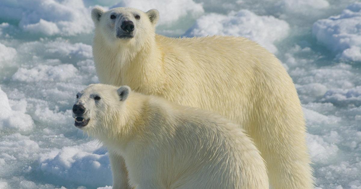 polar bear cubs