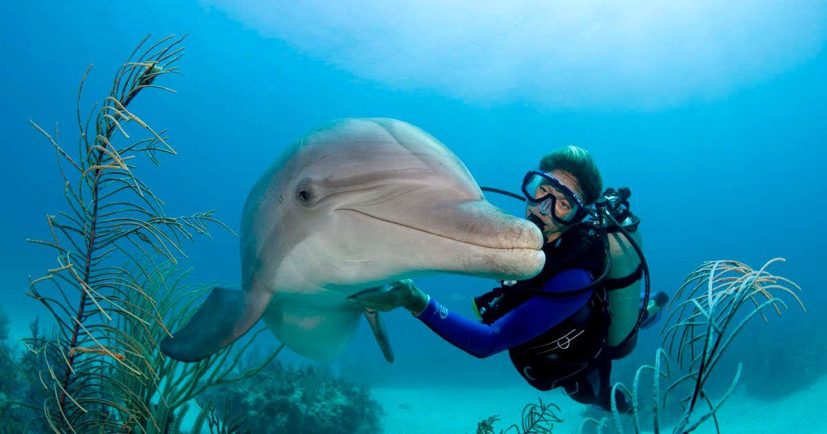 Atlantic bottlenose dolphin (Tursiops truncatus) with diver underwater (Representative Cover Image Source: Getty Images | Stephen Frink)