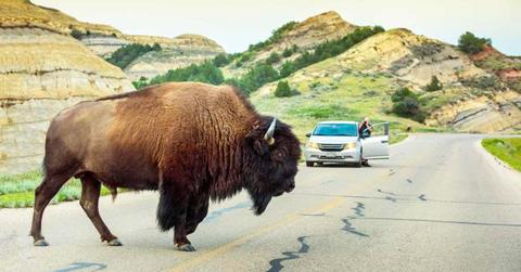 American bison cross the road in front of visitors at Theodore Roosevelt National Park. (Representative Cover Image Source: Getty Images | John Coletti)