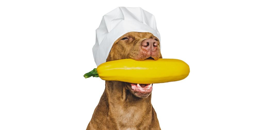 A pitbull wearing a chef's hat and holding a squash against a white background. 