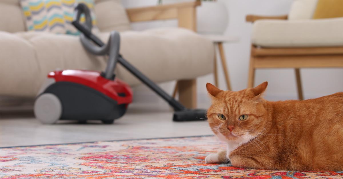 a carpet cleaner and a cat in a living room