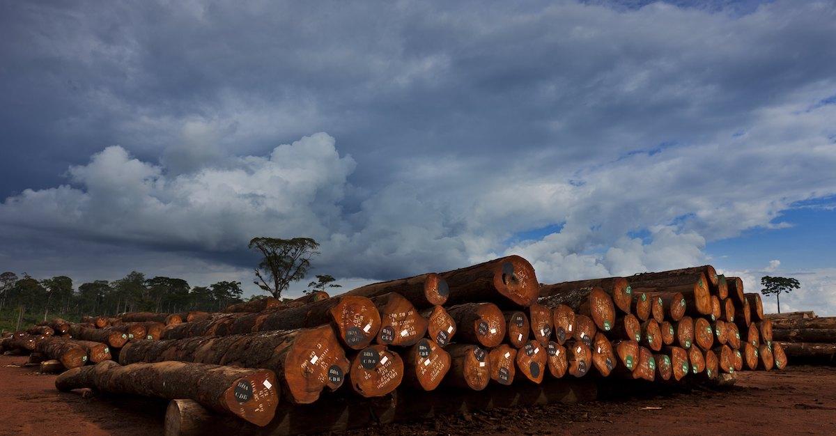 Congo Logging