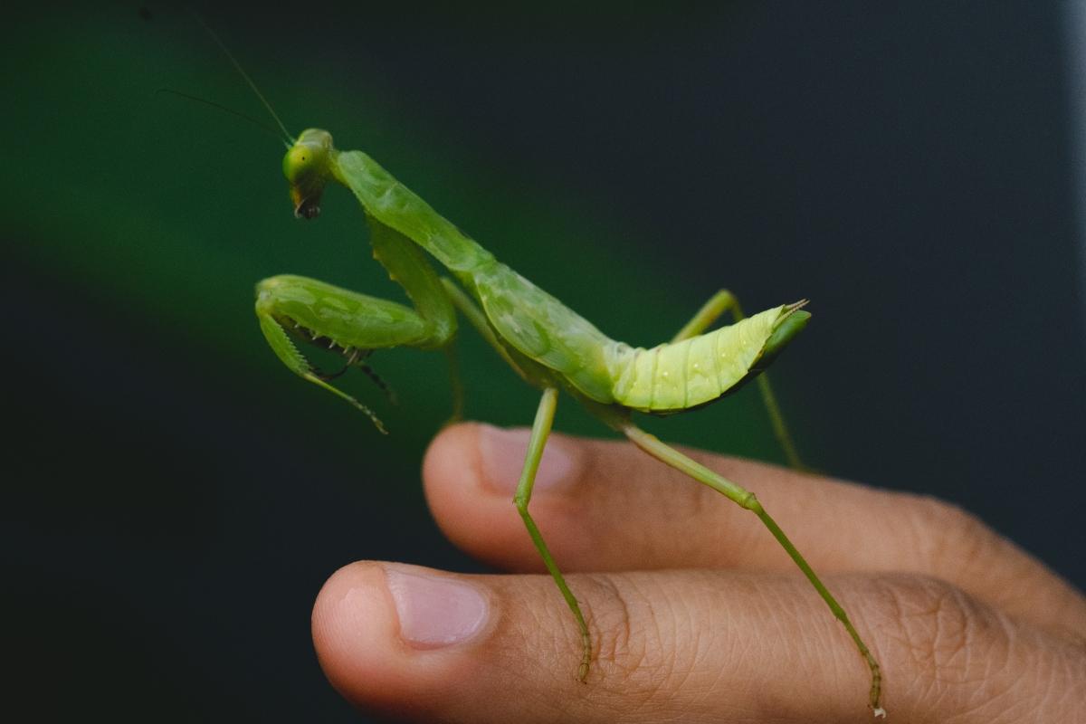 Are Praying Mantises Poisonous? A Guide to All Things Mantis
